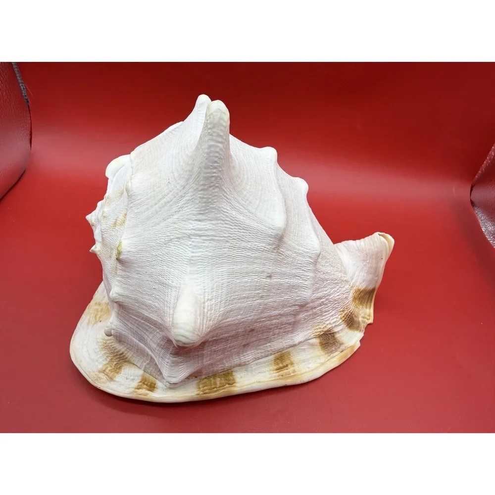 Seashell Cassis Cornuta Queen Horned Helmet Shell~ Large  9